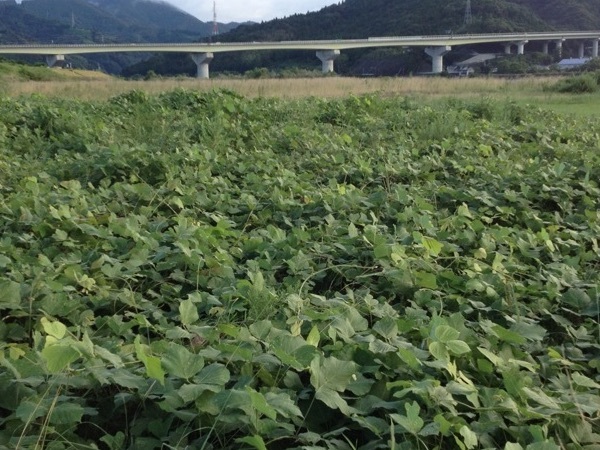 Kudzu field